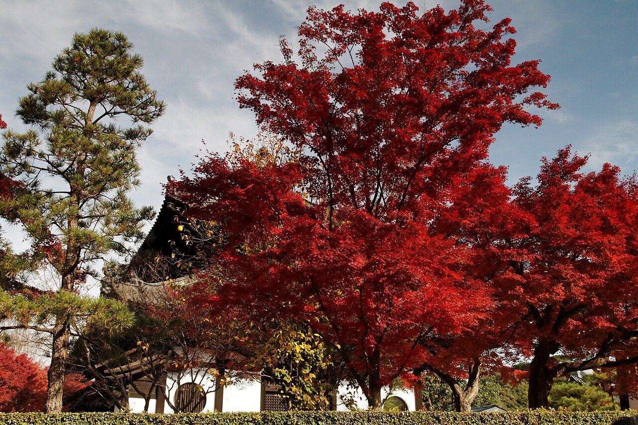 Bright red Japanese maples and a green pine in front of a temple building at Tofuku-ji in Kyoto