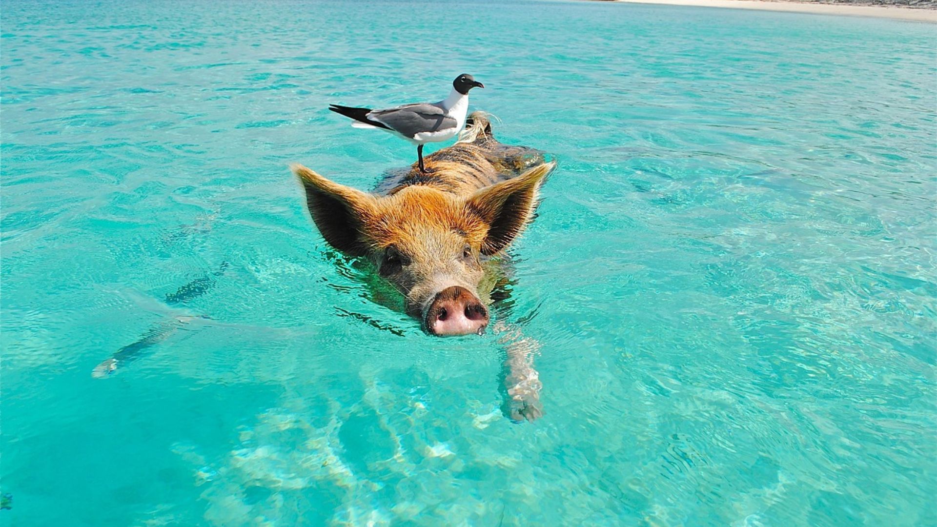 The Differences Between the Most Popular Caribbean Destinations: Turks and Caicos, The Bahamas, Jamaica, and Puerto Rico