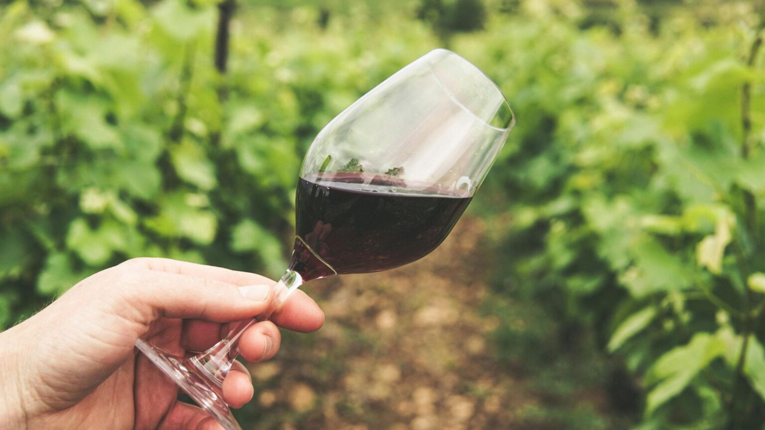 Glass of red wine in front of a vineyard